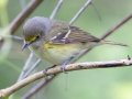 White-eyed Vireo - Dauphin Island - Shell Mound Park, Mobile County, Alabama, April 11, 2023