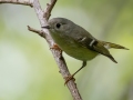 Ruby-crowned Kinglet - Dauphin Island - Shell Mound Park, Mobile County, Alabama, April 11, 2023