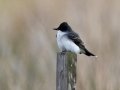 Eastern Kingbird - Dauphin Island - Airport, Mobile County, Alabama, April 11, 2023