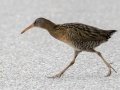 Clapper Rail - Dauphin Island - Airport, Mobile County, Alabama, April 11, 2023