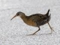 Clapper Rail - Dauphin Island - Airport, Mobile County, Alabama, April 11, 2023