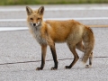 Red Fox - Dauphin Island - Airport, Mobile County, Alabama, April 11, 2023