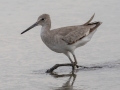 Willet - Dauphin Island - Airport, Mobile County, Alabama, April 11, 2023