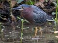 Green Heron - Dauphin Island - Shell Mound Park, Mobile County, Alabama, April 11, 2023