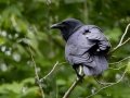Fish Crow - Dauphin Island - Shell Mound Park, Mobile County, Alabama, April 11, 2023