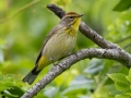 Palm Warbler (Yellow) - Dauphin Island - Shell Mound Park, Mobile County, Alabama, April 11, 2023