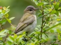 Red-eyed Vireo - Dauphin Island - Shell Mound Park, Mobile County, Alabama, April 11, 2023