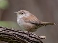 House Wren - Dauphin Island - Shell Mound Park, Mobile County, Alabama, April 11, 2023