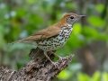 Wood Thrush - Dauphin Island - Shell Mound Park, Mobile County, Alabama, April 11, 2023