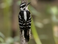 Downy Woodpecker - Dauphin Island - Shell Mound Park, Mobile County, Alabama, April 11, 2023