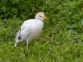 Cattle Egret - Dauphin Island - Shell Mound Park, Mobile County, Alabama, April 11, 2023