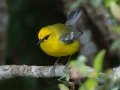 Blue-winged Warbler - Dauphin Island--Shell Mound Park, Mobile, Alabama, April 16, 2023