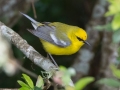 Blue-winged Warbler - Dauphin Island--Shell Mound Park, Mobile, Alabama, April 16, 2023