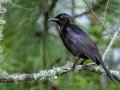 Common Grackle - Dauphin Island--Shell Mound Park, Mobile, Alabama, April 16, 2023