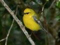 Blue-winged Warbler - Dauphin Island--Shell Mound Park, Mobile, Alabama, April 16, 2023