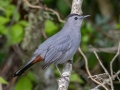 Gray Catbird - Dauphin Island--Shell Mound Park, Mobile, Alabama, April 16, 2023