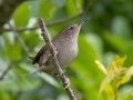 House Wren - Dauphin Island--Shell Mound Park, Mobile, Alabama, April 16, 2023