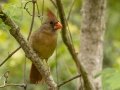 Northern Cardinal - Dauphin Island--Shell Mound Park, Mobile, Alabama, April 16, 2023