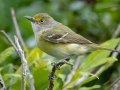 White-eyed Vireo (juvenile) - Dauphin Island--Shell Mound Park, Mobile, Alabama, April 16, 2023