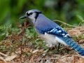 Blue Jay - Dauphin Island--Shell Mound Park, Mobile, Alabama, April 16, 2023