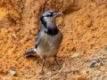 Blue Jay - Dauphin Island--Shell Mound Park, Mobile, Alabama, April 16, 2023