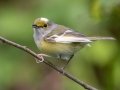 White-eyed Vireo (adult-leucistic) - Dauphin Island--Shell Mound Park, Mobile, Alabama, April 16, 2023