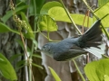 Blue-gray Gnatcatcher (male) - Dauphin Island--Shell Mound Park, Mobile, Alabama, April 16, 2023