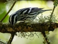 Black-and-white Warbler - Dauphin Island--Shell Mound Park, Mobile, Alabama, April 16, 2023