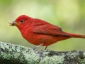 Summer Tanager eating bee - Dauphin Island--Shell Mound Park, Mobile, Alabama, April 16, 2023