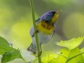Northern Parula (male) - Dauphin Island--Shell Mound Park, Mobile, Alabama, April 16, 2023