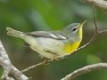 Northern Parula (female) - Dauphin Island--Shell Mound Park, Mobile, Alabama, April 16, 2023