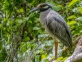 Yellow-crowned Night-Heron - Dauphin Island--Shell Mound Park, Mobile, Alabama, April 16, 2023