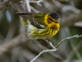 Cape May Warbler - Dauphin Island--Shell Mound Park, Mobile, Alabama, April 16, 2023
