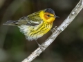Cape May Warbler - Dauphin Island--Shell Mound Park, Mobile, Alabama, April 16, 2023