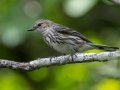 Yellow-rumped Warbler (Myrtle) - Dauphin Island--Shell Mound Park, Mobile, Alabama, April 16, 2023