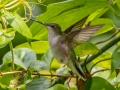 Ruby-throated Hummingbird - Dauphin Island--Shell Mound Park, Mobile, Alabama, April 16, 2023