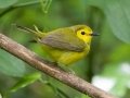 Hooded Warbler (female) - Dauphin Island--Shell Mound Park, Mobile, Alabama, April 16, 2023