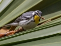 Yellow-throated Warbler - Dauphin Island--Shell Mound Park, Mobile, Alabama, April 16, 2023