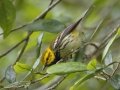 Black-throated Green Warbler - Dauphin Island--Shell Mound Park, Mobile, Alabama, April 16, 2023