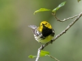 Black-throated Green Warbler - Dauphin Island--Shell Mound Park, Mobile, Alabama, April 16, 2023