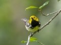 Black-throated Green Warbler - Dauphin Island--Shell Mound Park, Mobile, Alabama, April 16, 2023