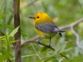Prothonotary Warbler - Dauphin Island--Shell Mound Park, Mobile, Alabama, April 16, 2023
