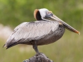 Brown Pelican - Cedar Point - Mobile County, Alabama, April 11, 2023