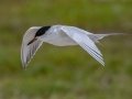 Forster's Tern - Cedar Point - Mobile County, Alabama, April 11, 2023