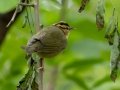 Worm-eating Warbler - Dauphin Island--Shell Mound Park, Mobile, Alabama, April 16, 2023