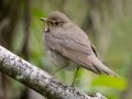Swainson's Thrush - Dauphin Island--Shell Mound Park, Mobile, Alabama, April 16, 2023
