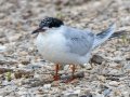Forster's Tern - Cedar Point - Mobile County, Alabama, April 11, 2023