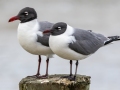 Laughing Gull - Cedar Point - Mobile County, Alabama, April 11, 2023