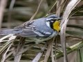 Yellow-throated Warbler - Dauphin Island--Shell Mound Park, Mobile, Alabama, April 16, 2023