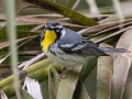 Yellow-throated Warbler - Dauphin Island--Shell Mound Park, Mobile, Alabama, April 16, 2023